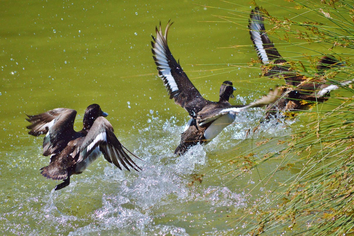 canards envol