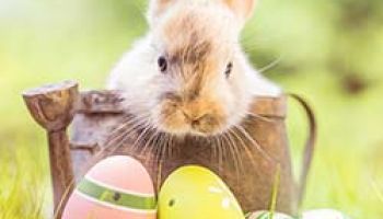 Tous à la chasse aux cocos le 4 avril!