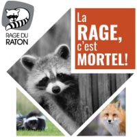 Rage du raton laveur : informez le ministère des Fôrets, de la Faune et des Parcs